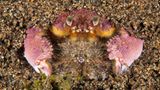 Naturfotograf des Jahres
