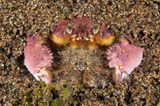 Naturfotograf des Jahres