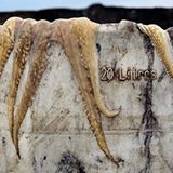 Naturfotograf des Jahres