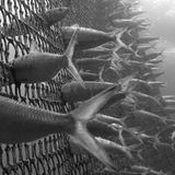 Naturfotograf des Jahres