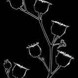 Naturfotograf des Jahres