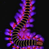 Naturfotograf des Jahres