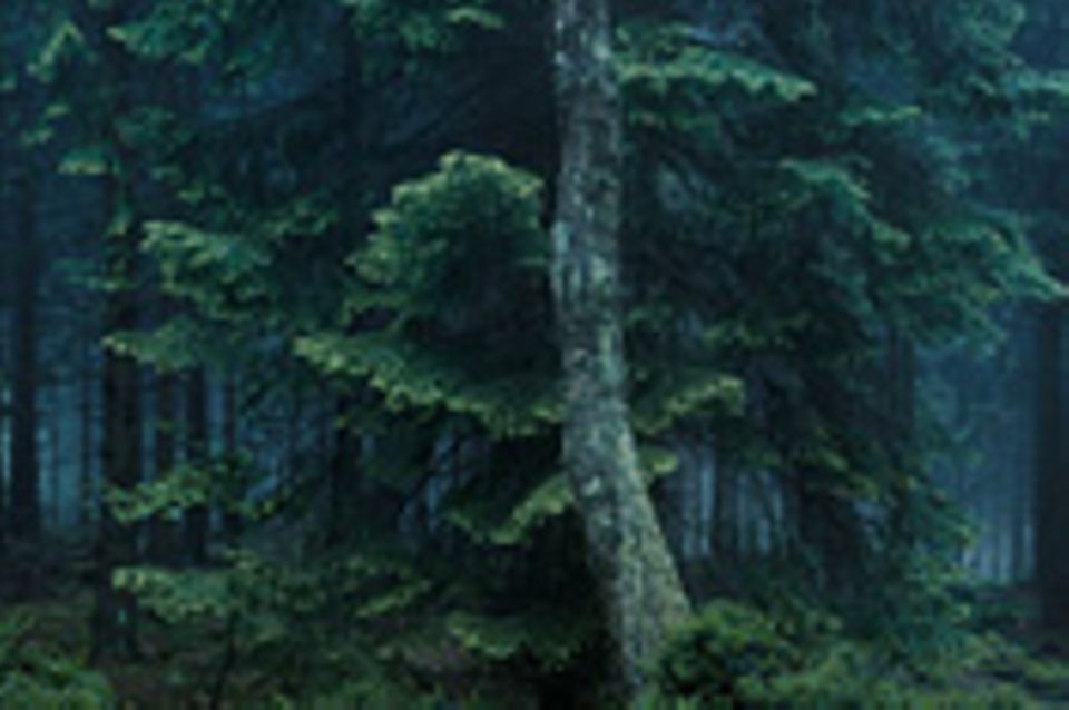 Fotogalerie: Fotogalerie: Prämierte Wald-Ansichten