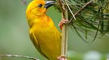 Webervogel
