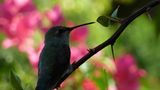 Kolibri