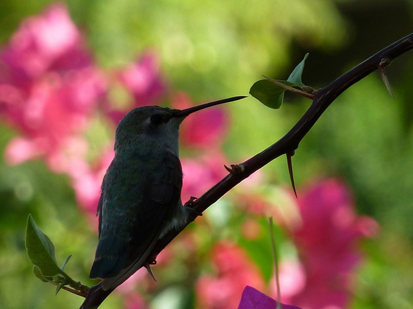 Kolibri