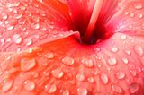 Hibiskus