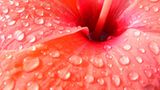 Hibiskus