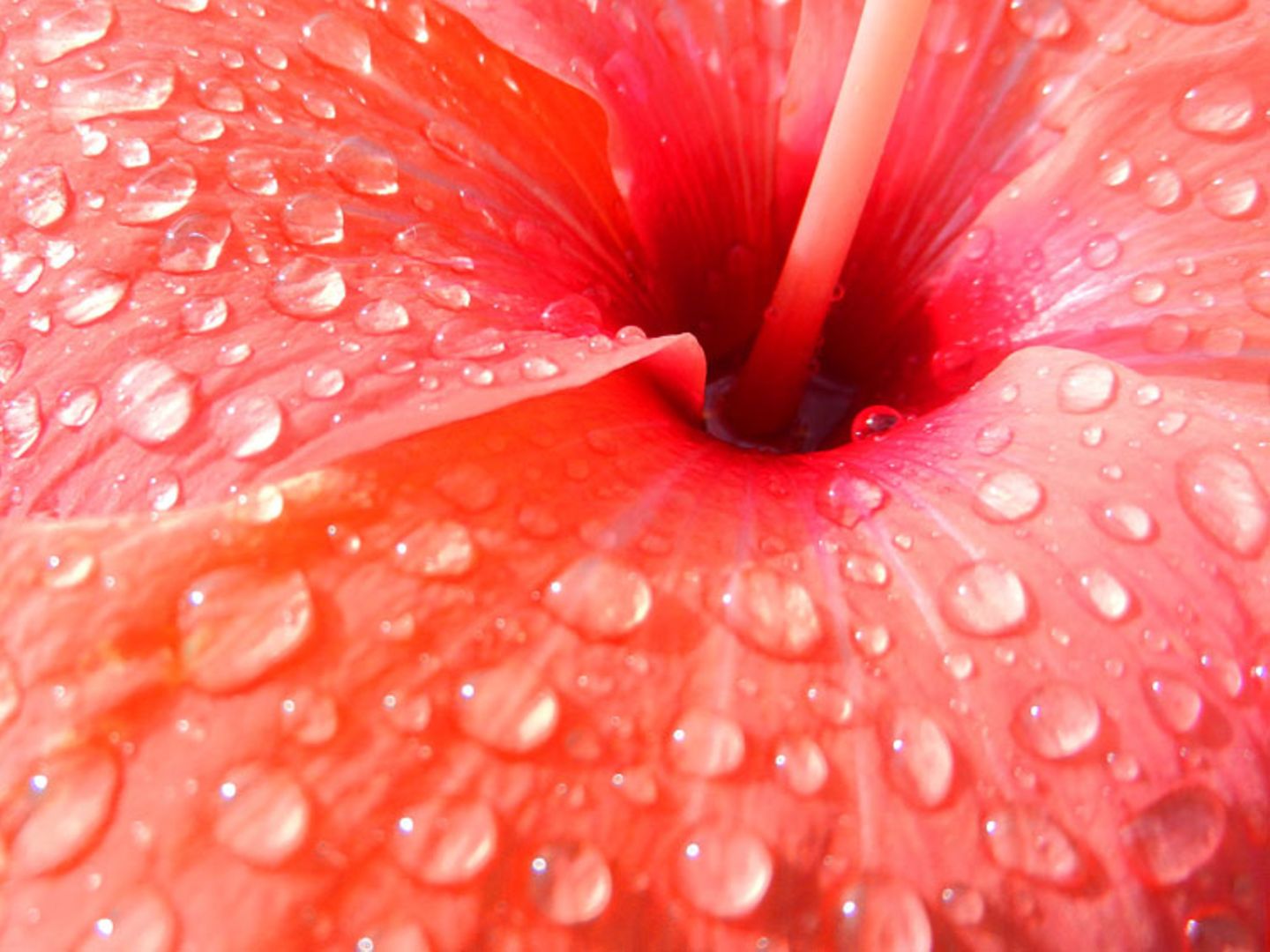 Hibiskus