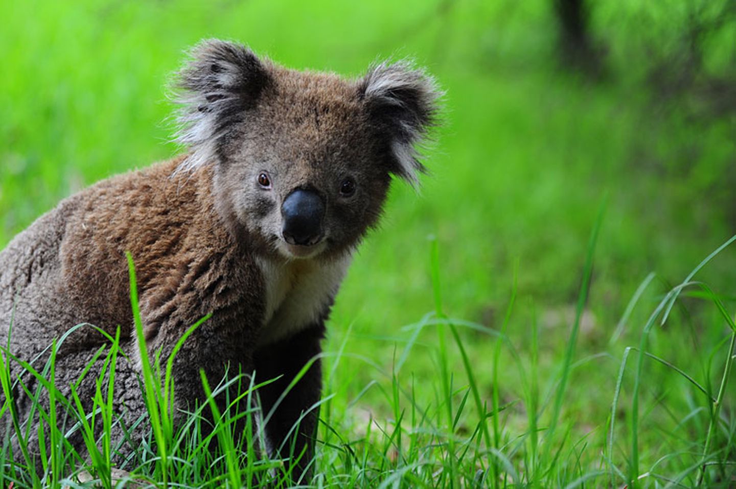 Koala
