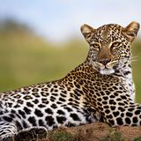 Leopardin