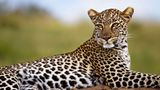 Leopardin