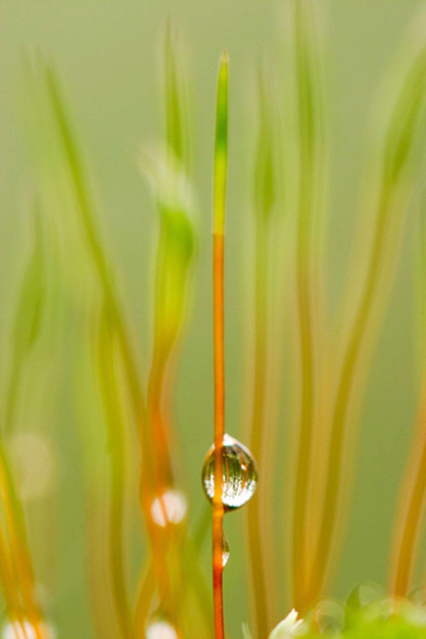 Wassertropfen