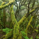 Europas wilde Wälder