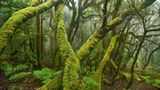 Europas wilde Wälder