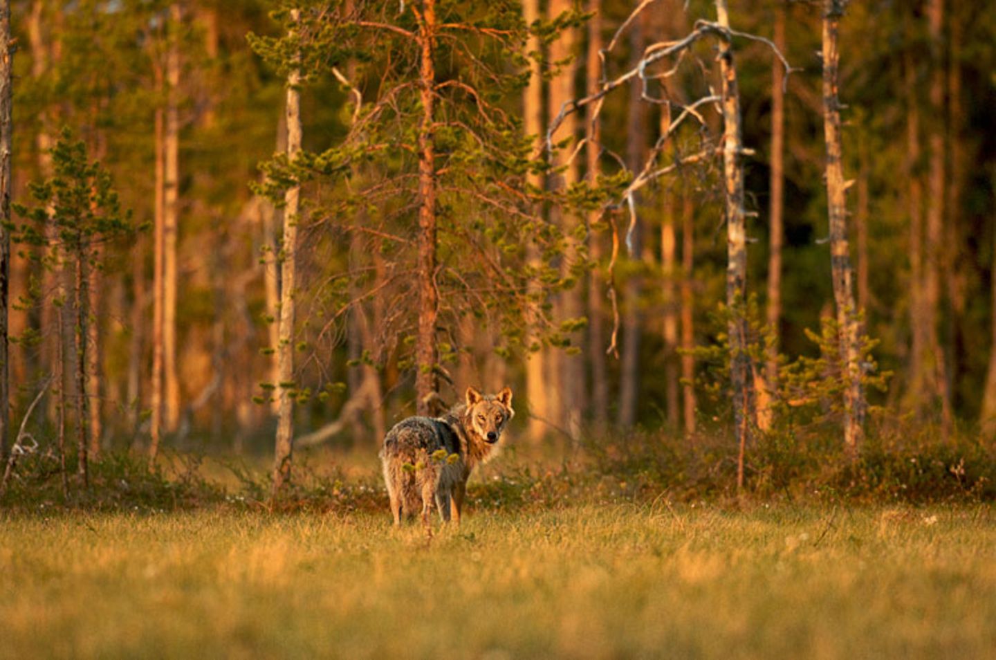 Europas wilde Wälder