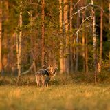 Europas wilde Wälder
