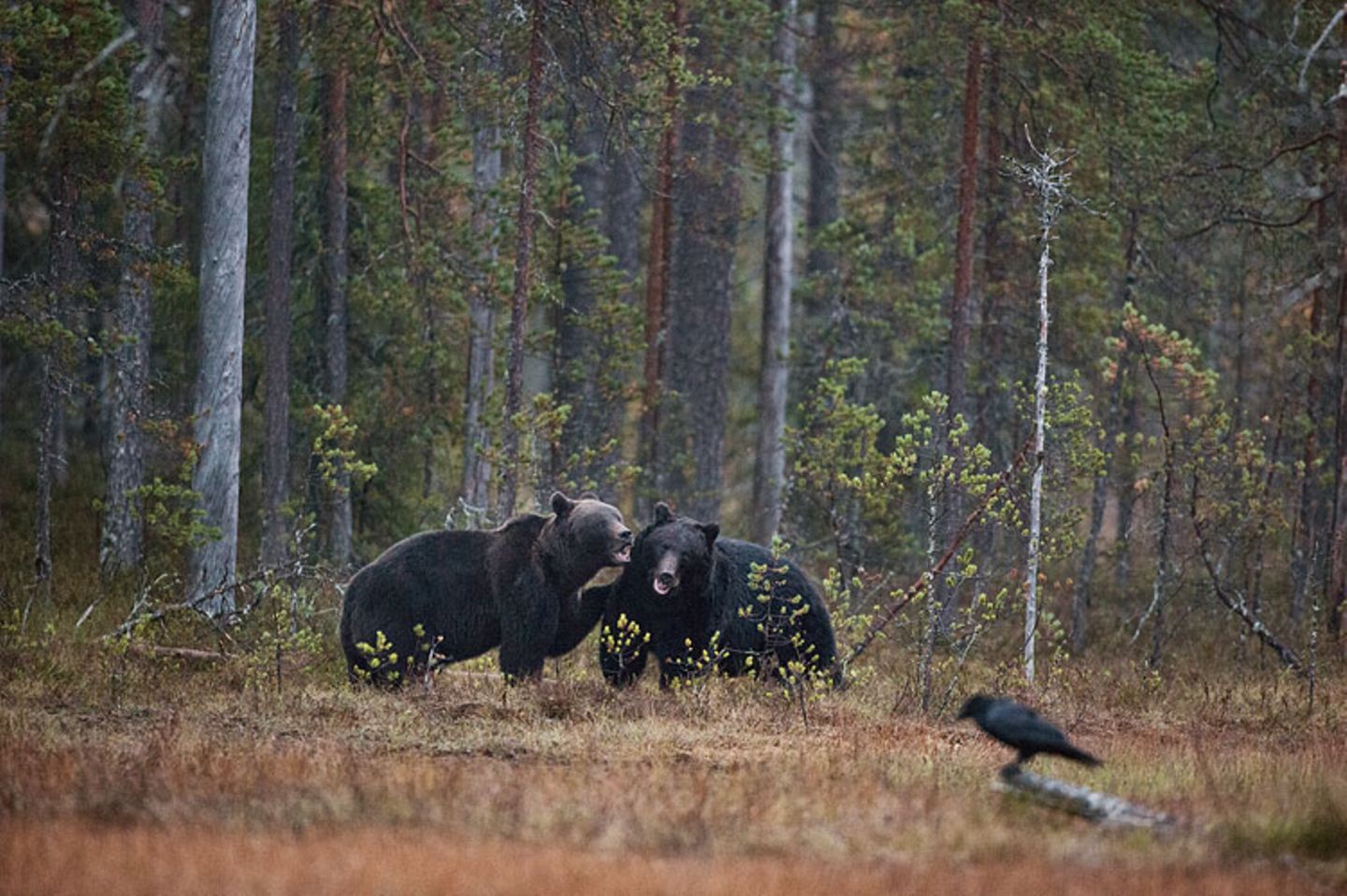 Europas wilde Wälder