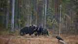 Europas wilde Wälder