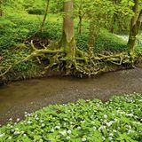 Europas wilde Wälder