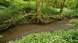 Europas wilde Wälder
