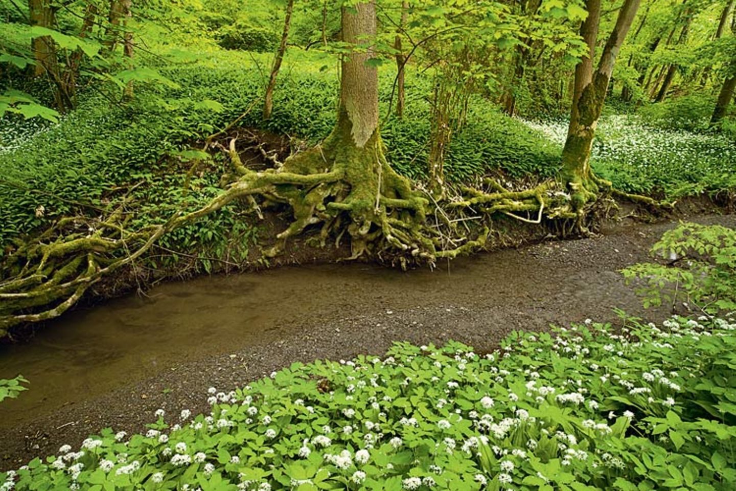 Europas wilde Wälder
