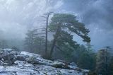 Europas wilde Wälder