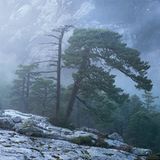 Europas wilde Wälder