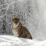 Luchs