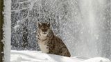 Luchs