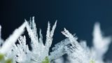 Frost