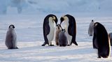 Kaiserpinguine