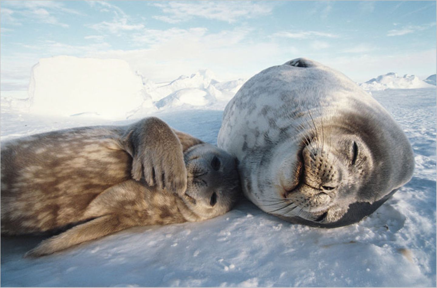 Naturfilm: Fotogalerie: "Unser Leben"
