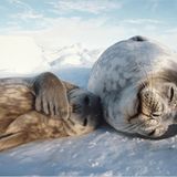 Naturfilm: Fotogalerie: "Unser Leben"