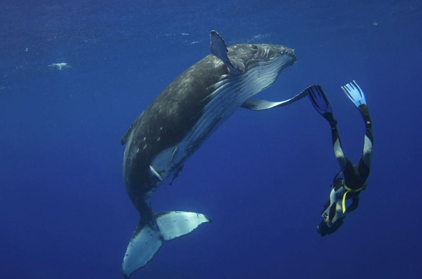 Naturfilm: Fotogalerie: "Unser Leben" - Bild 3