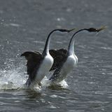 Naturfilm: Fotogalerie: "Unser Leben" - Bild 4