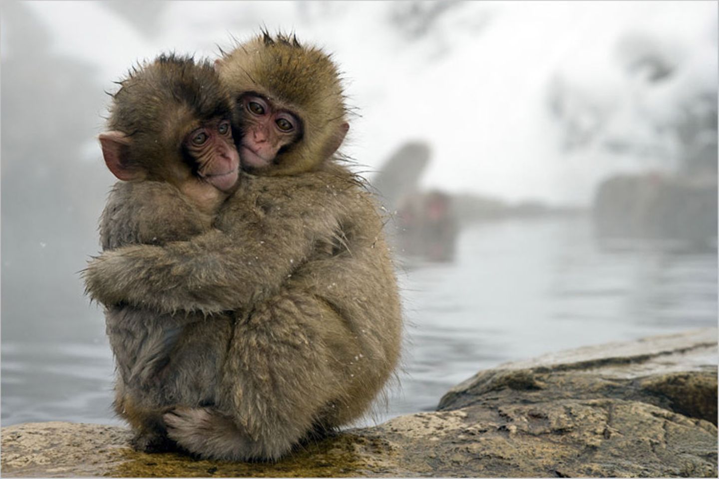 Naturfilm: Fotogalerie: "Unser Leben" - Bild 5