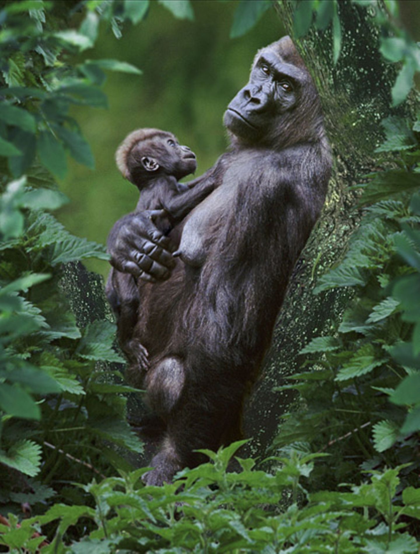 Naturfilm: Fotogalerie: "Unser Leben" - Bild 6