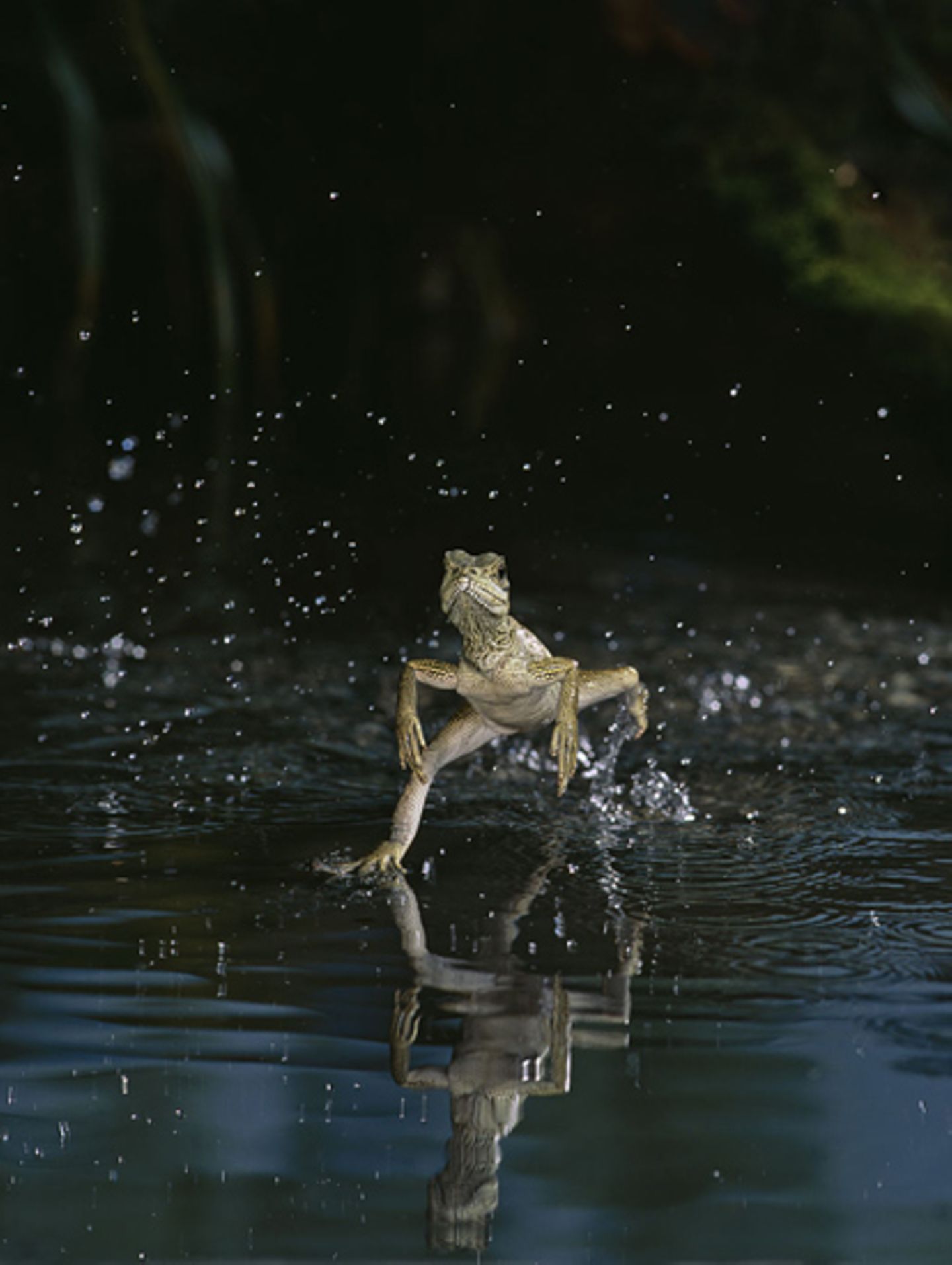 Naturfilm: Fotogalerie: "Unser Leben" - Bild 7