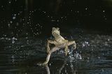 Naturfilm: Fotogalerie: "Unser Leben" - Bild 7