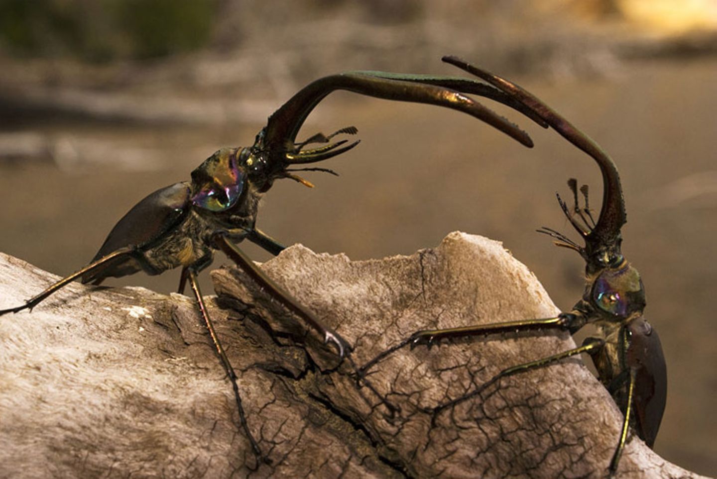 Naturfilm: Fotogalerie: "Unser Leben" - Bild 8