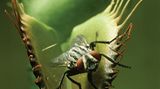 Naturfilm: Fotogalerie: "Unser Leben" - Bild 9