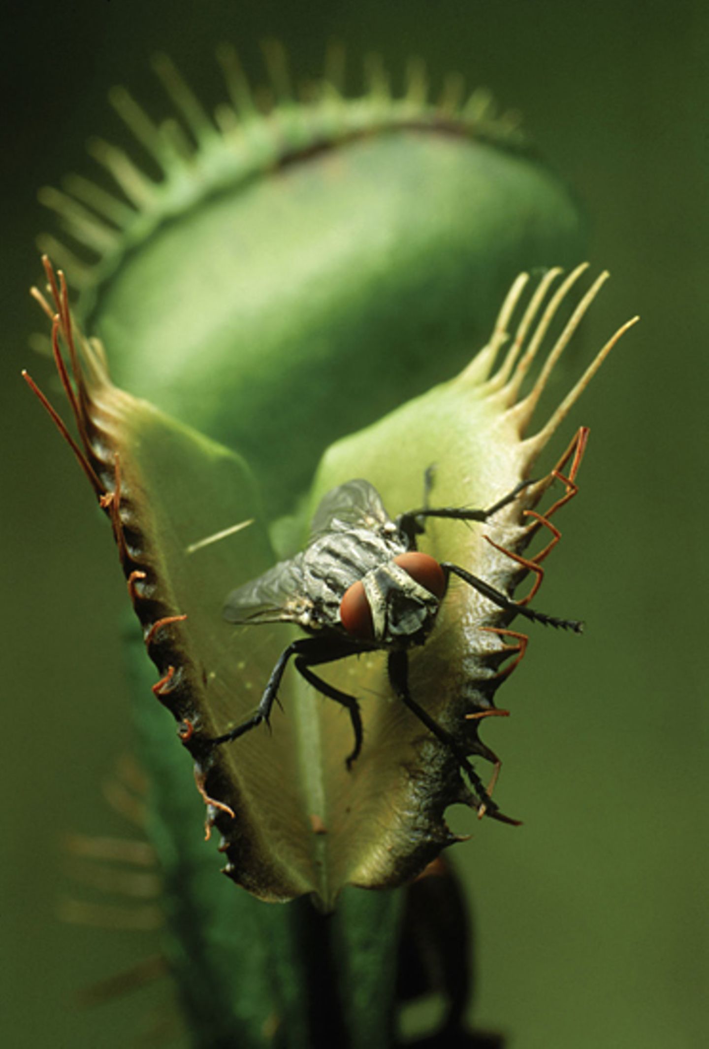 Naturfilm: Fotogalerie: "Unser Leben" - Bild 9