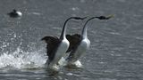 Naturfilm: Tierdoku: "Unser Leben" - Bild 4