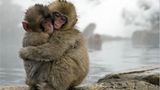 Naturfilm: Tierdoku: "Unser Leben" - Bild 5