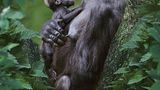 Naturfilm: Tierdoku: "Unser Leben" - Bild 6