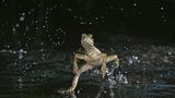 Naturfilm: Tierdoku: "Unser Leben" - Bild 7