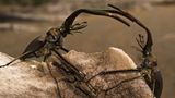 Naturfilm: Tierdoku: "Unser Leben" - Bild 8