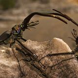 Naturfilm: Tierdoku: "Unser Leben" - Bild 8