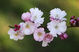 Kirschblüte